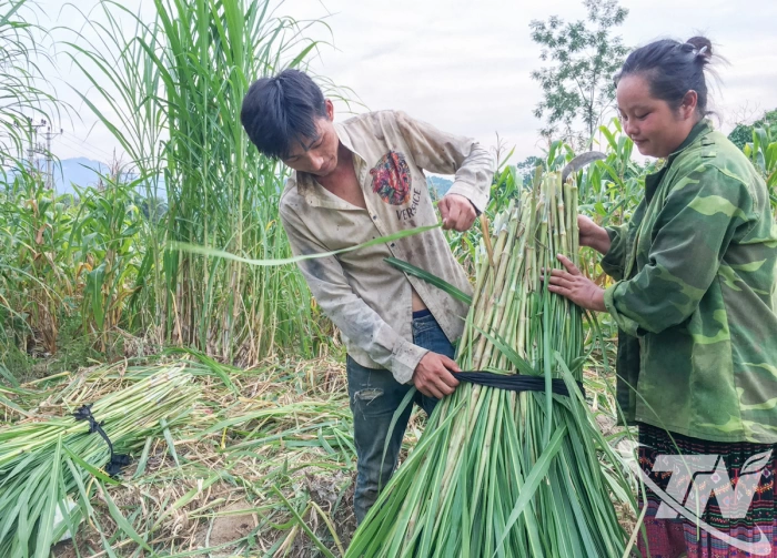Hơn 109 nghìn héc-ta rừng được bảo vệ gắn với sinh kế của người dân