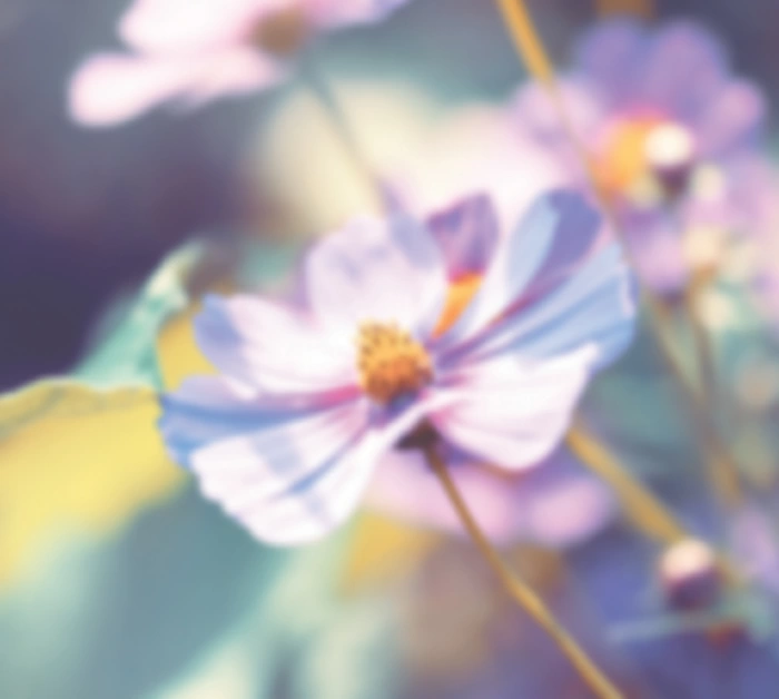 Thơ song ngữ Tày - Việt