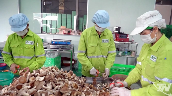 Thái Nguyên đẩy mạnh nông nghiệp ứng dụng công nghệ cao