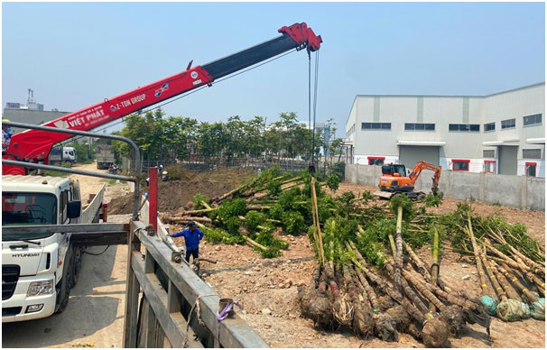 Thị trường cây xanh