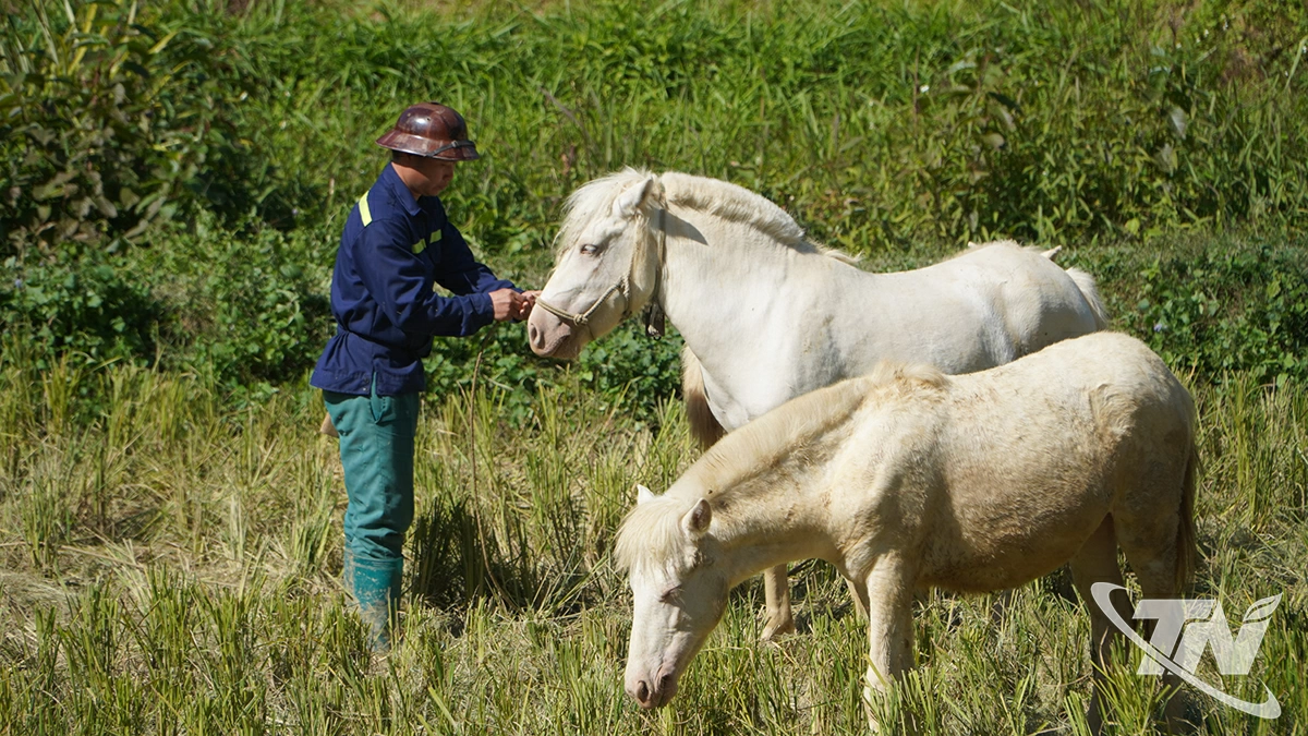 Mô hình nuôi ngựa bạch mang lại thu nhập ổn định cho nhiều hộ dân xã Cường Lợi. (Ảnh: Thái Sơn)