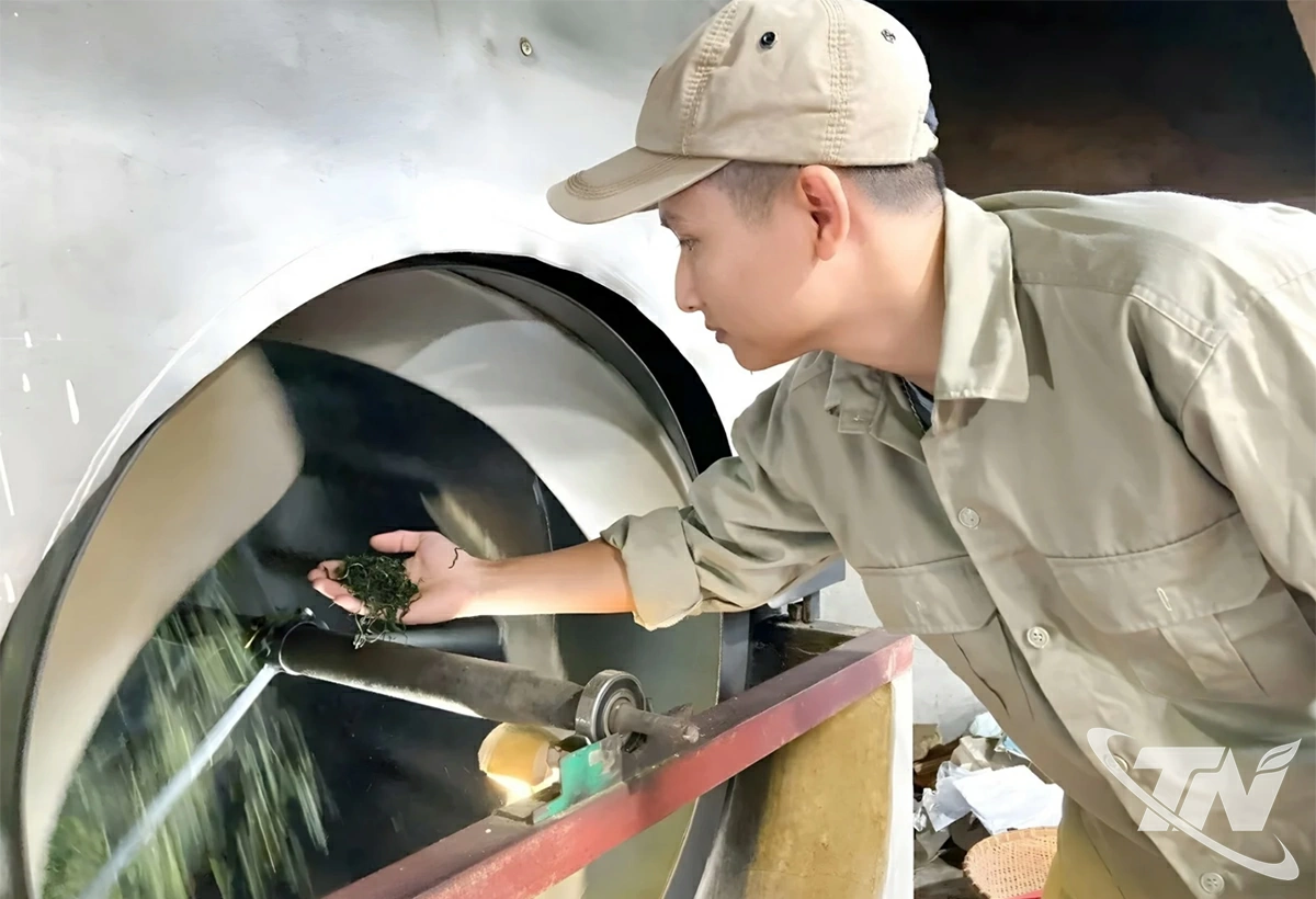 Hợp tác xã (HTX) sản xuất trà an toàn Thái Ninh định hướng sản xuất chè an toàn, tiến tới hữu cơ.