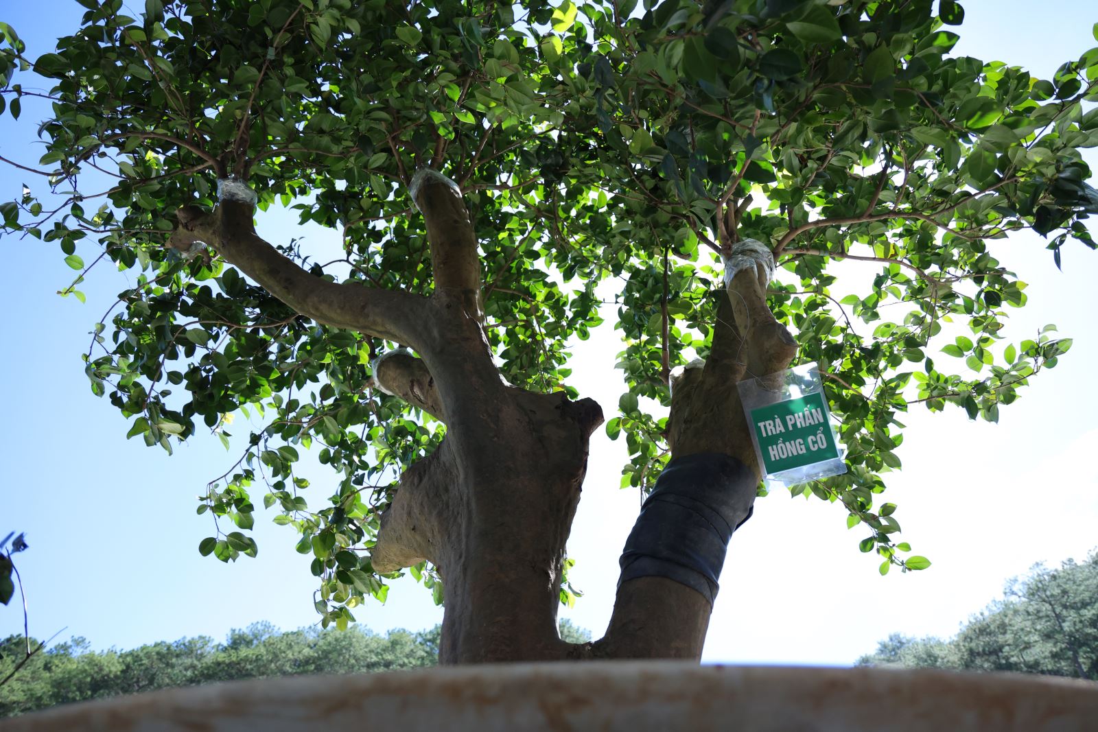 Lễ hội Trà quốc tế 2025 đã trưng bày, giới thiệu 1.000 cây trà (chè) cổ trên 100 tuổi đến từ khắp mọi miền đất nước.