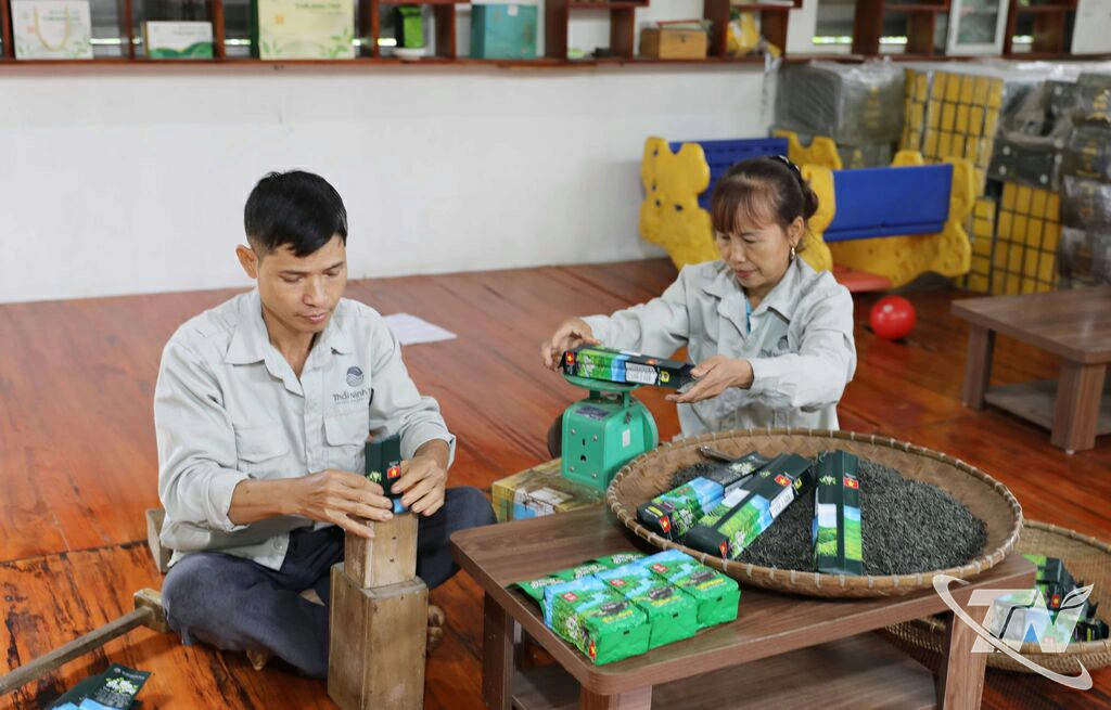 Các thành viên Hợp tác xã (HTX) sản xuất trà an toàn Thái Ninh đóng gói sản phẩm chè đặc sản phục vụ thị trường.