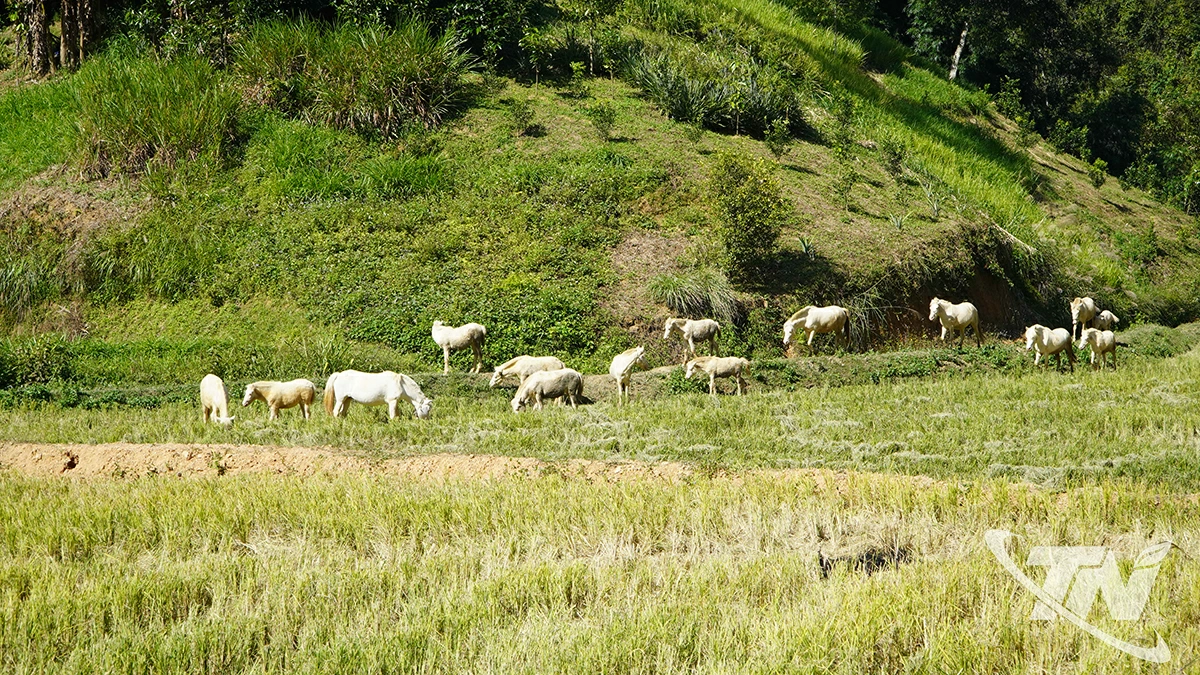 Các mô hình kinh tế phù hợp điều kiện địa phương
góp phần nâng cao thu nhập cho người dân.