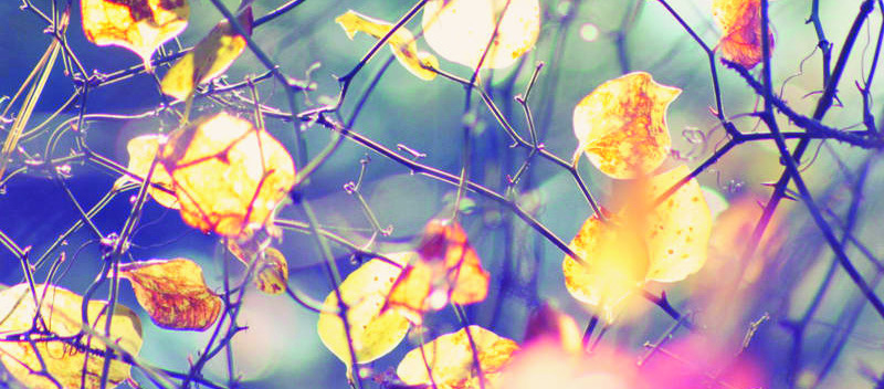 Không phải bạn anh Tạo (!)