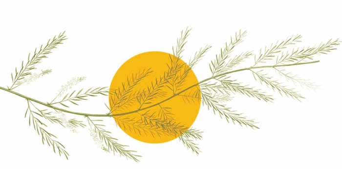 Tổ quốc và người lính