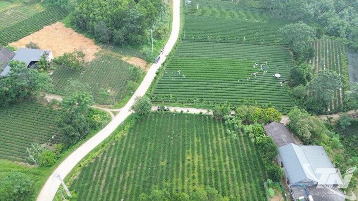 Cây chè - “chìa khóa” phát triển của Vô Tranh