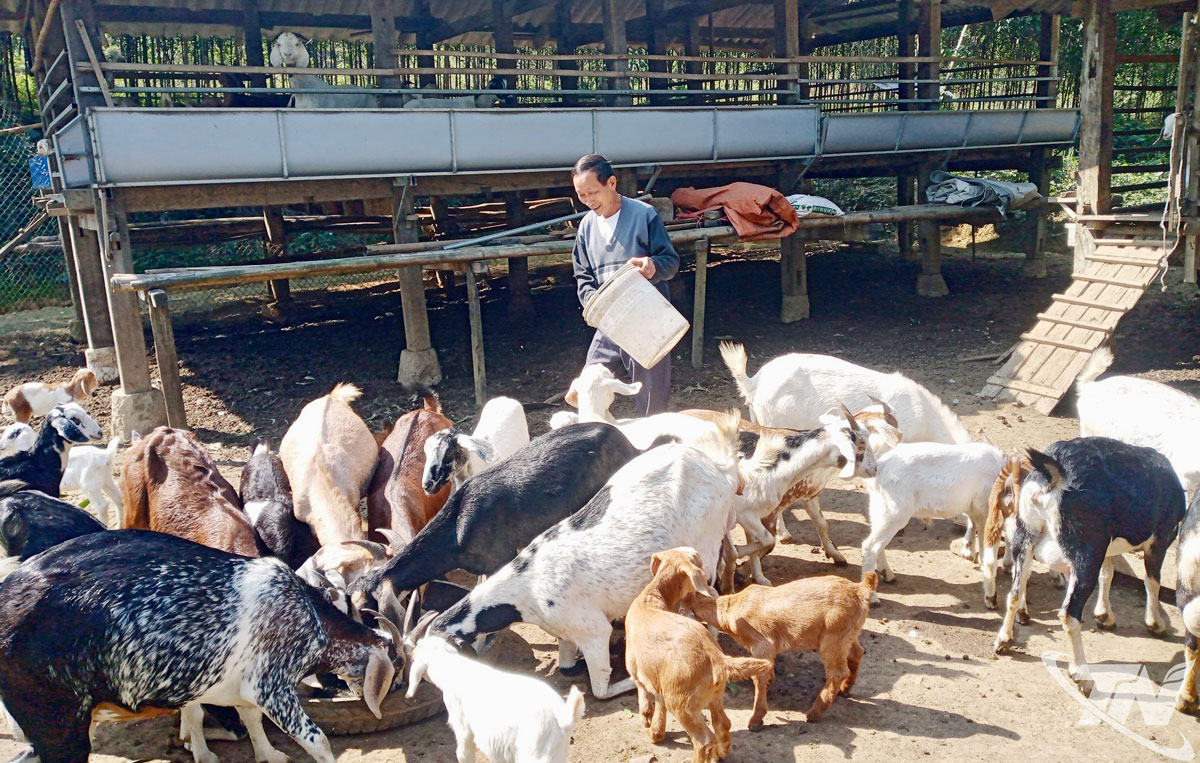 Gia đình ông Hoàng Đăng Vinh, xã Quang Sơn vay vốn tín dụng chính sách phát triển mô hình chăn nuôi dê.