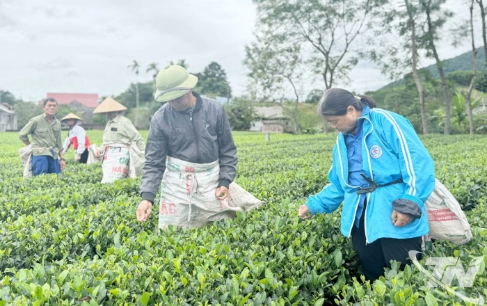 Vươn lên nhờ nguồn vốn ưu đãi