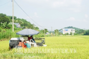 Sắc Thu vàng trên những cánh đồng