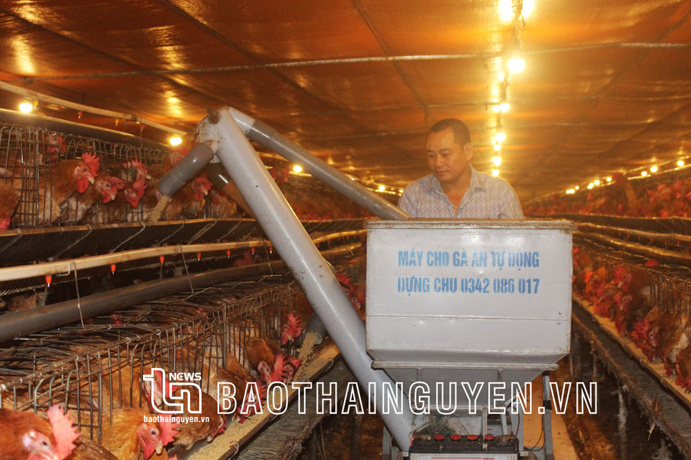 Nhờ đưa máy móc vào phục vụ chăn nuôi gà đã giúp trang trại của gia đình anh Trần Văn Triệu, ở tổ dân phố 4B, phường Phố Cò (TP. Sông Công) hoạt động hiệu quả, giảm thiểu ô nhiễm môi trường.