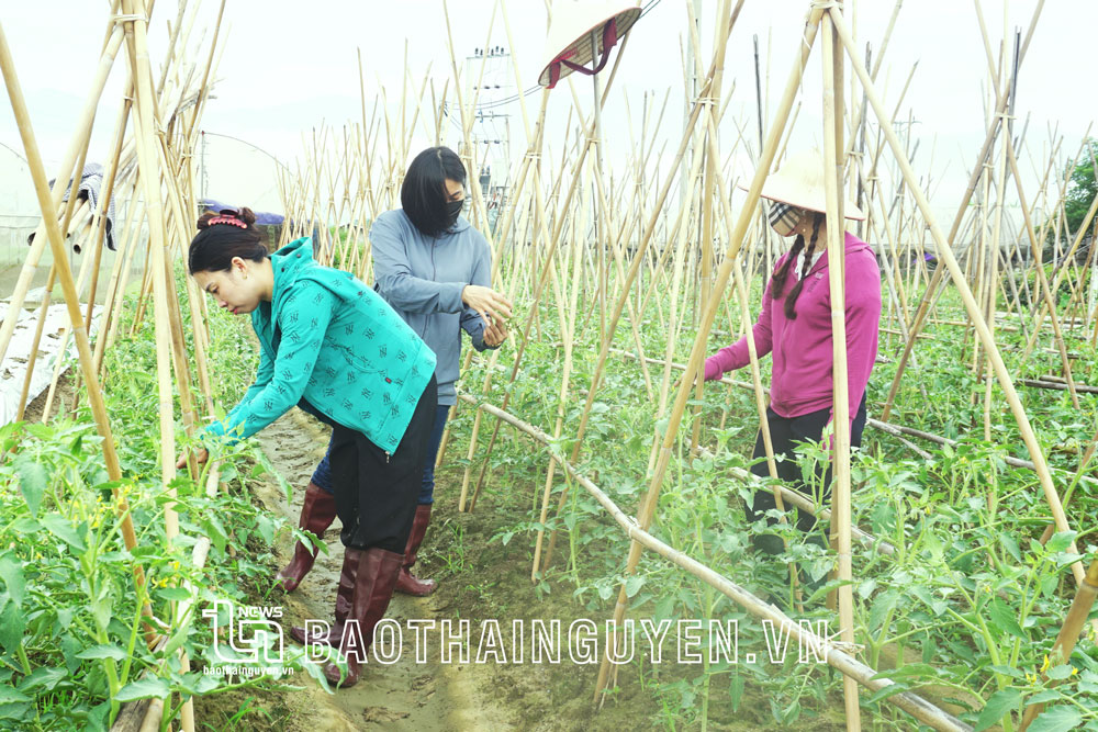 Cán bộ Chi cục Trồng trọt - Bảo vệ thực vật kiểm tra tình hình sinh trưởng, phát triển cây màu vụ đông của bà con thị trấn Hùng Sơn (Đại Từ).