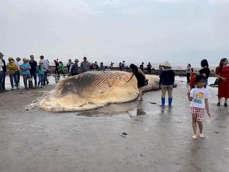 Xác cá voi nặng khoảng hơn 5 tấn dạt vào bờ biển xã Hải Triều, huyện Hải Hậu (Nam Định).