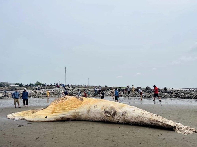 Xác cá voi hơn 5 tấn dạt vào bờ biển Nam Định ảnh 1