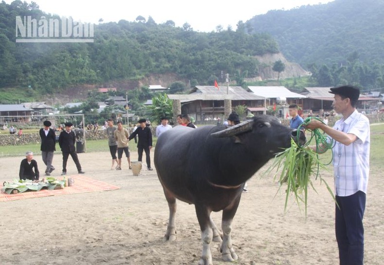 Độc đáo cuộc thi “hoàng tử trâu” ở "miền quê cổ tích" Ngọc Chiến ảnh 6