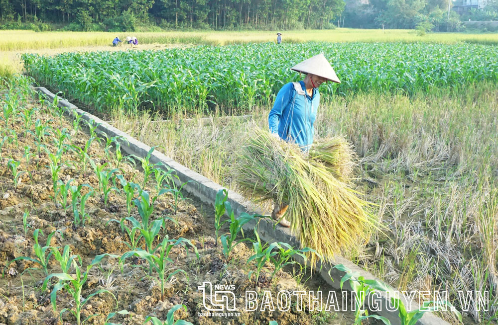 Người dân xã Điềm Thụy (Phú Bình) gặt lúa bằng tay về tuốt để lấy rơm làm thức ăn cho gia súc.