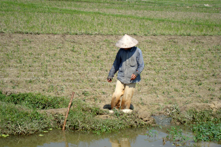 Miền Bắc khô hạn nghiêm trọng