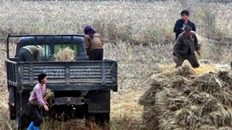 FAO: 1/3 dân số CHDCND Triều Tiên cần đến các khoản viện trợ lương thực