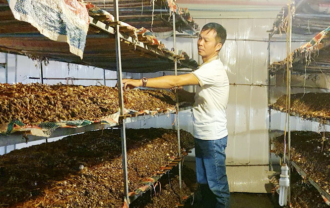 Về Đồng Liên xem nông dân làm giàu