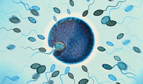 Nuôi thành công tinh trùng trong ống nghiệm