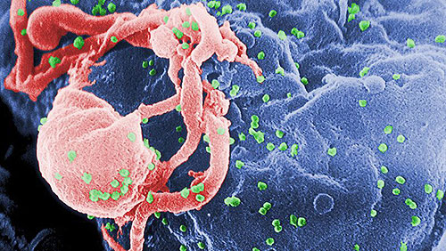 Phát hiện virus cúm cực độc