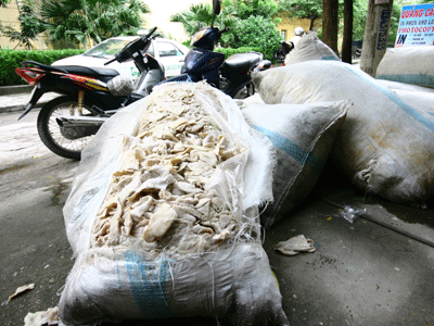 Tiêu hủy hơn 1 tấn bì lợn thối đang chuẩn bị vận chuyển vào Nam