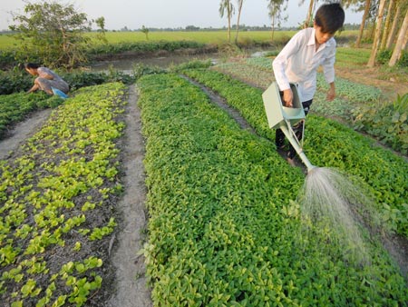 Nông dân dễ dàng vay tín chấp