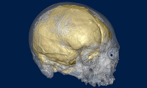 Não của con người đang nhỏ lại?