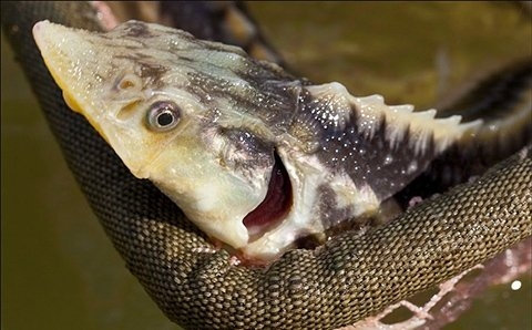 Keo dán giúp vết thương tự lành sau phẫu thuật