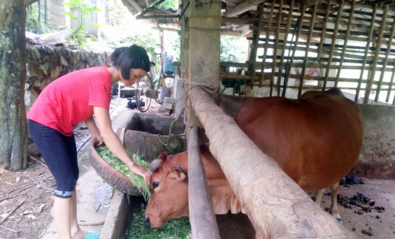 Dừng việc sử dụng chất lỏng làm phân bón cải tạo đất