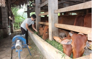 Góp phần nâng cao giá trị trong chăn nuôi