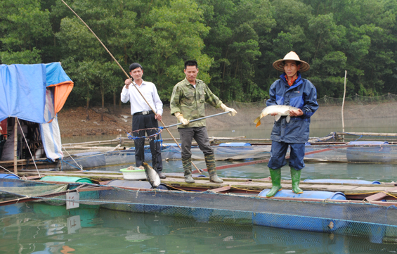 Nuôi cá lồng trên các hồ chứa - Tiềm năng còn bỏ ngỏ