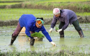 Dồn sức giành thắng lợi vụ xuân 