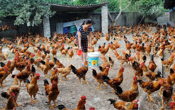 Chủ động phòng chống đói, rét cho đàn vật nuôi