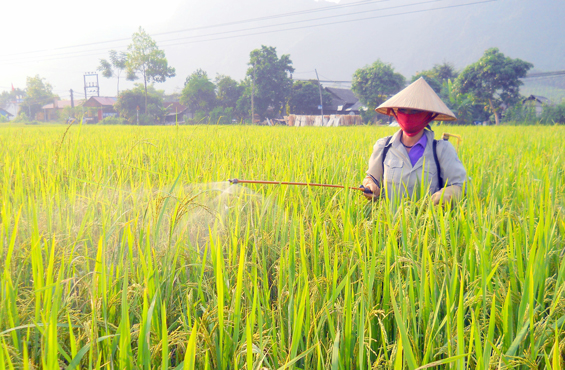Định Hóa: Trên 650ha lúa mùa muộn bị khô vằn và bọ xít dài gây hại