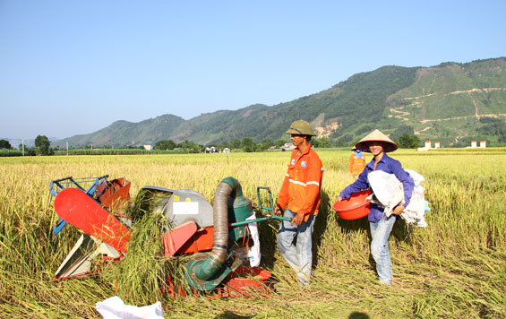 Tập trung thu hoạch lúa mùa sớm để sản xuất vụ đông