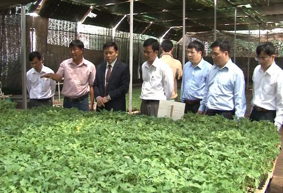 Học tập kinh nghiệm sản xuất rau an toàn ứng dụng công nghệ cao