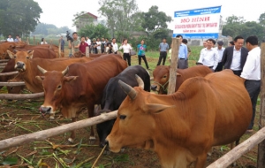 Người chăn nuôi chủ động tái đàn