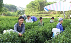 Hiệu quả đào tạo nghề cho lao động nông thôn