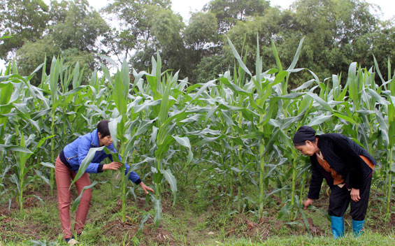 Giá trị sản xuất nông nghiệp tăng 4,5 triệu đồng/ha