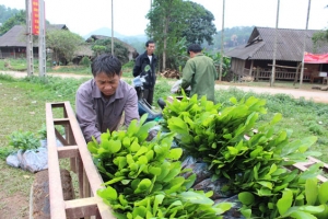 Phát huy tiềm năng, thế mạnh từ rừng