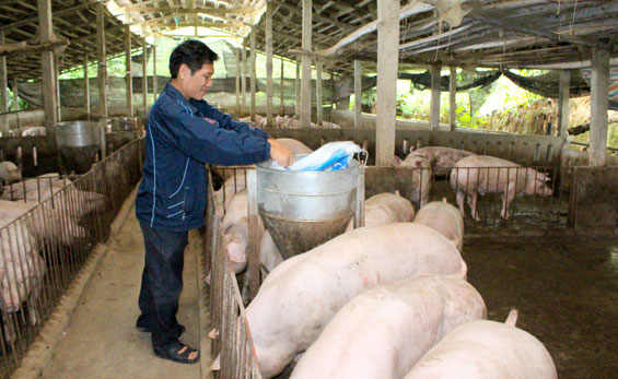 Chăn nuôi lợn siêu nạc cho hiệu quả kinh tế cao