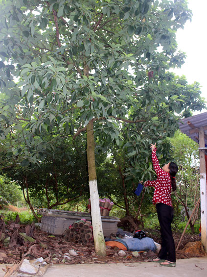 Trồng bơ trên đất Thái Nguyên: Tại sao không?