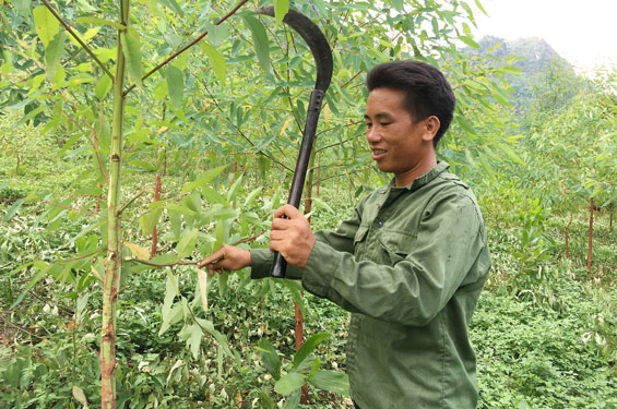 Bảo vệ màu xanh của rừng
