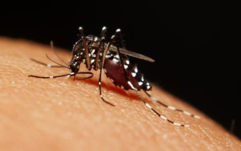 Nguy cơ lan rộng dịch Zika trong thời gian Olympic là rất thấp