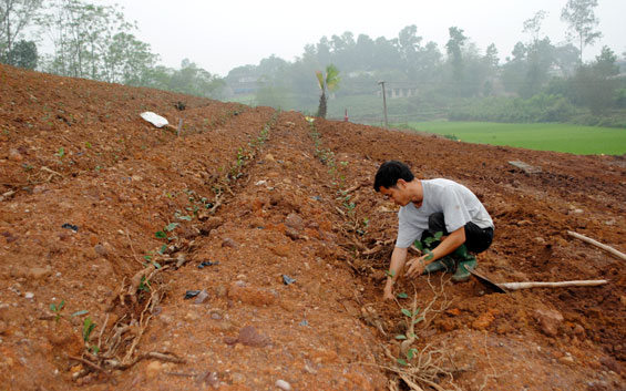 Năng động chuyển đổi giống chè