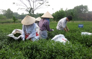 Vì sao nhiều nông dân vùng chè có nguyện vọng tham gia HTX