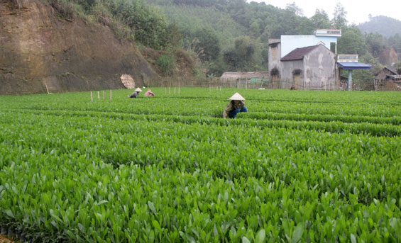 Chuẩn bị các điều kiện cho vụ trồng rừng