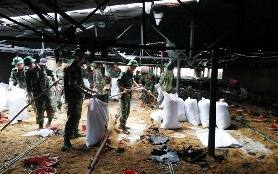 Hỏa hoạn thiêu rụi một trang trại gà